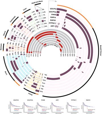 Role of the Mosaic Cisternal Maturation Machinery in Glycan Synthesis and Oncogenesis